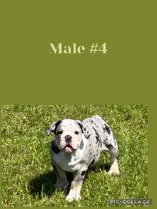 English Bulldog Puppies - Photo 7