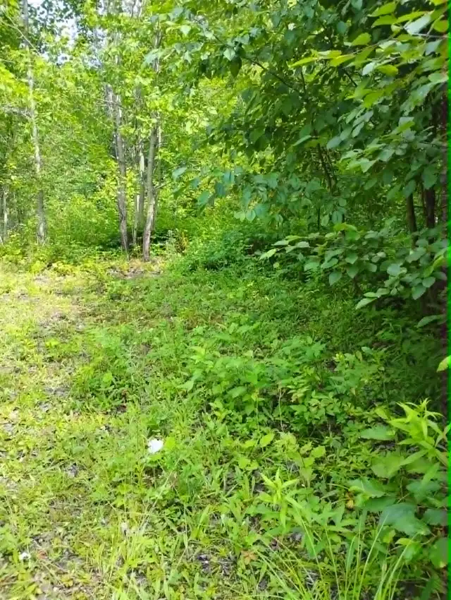 Terrain