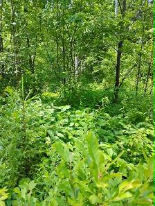 Terrain - Photo 3