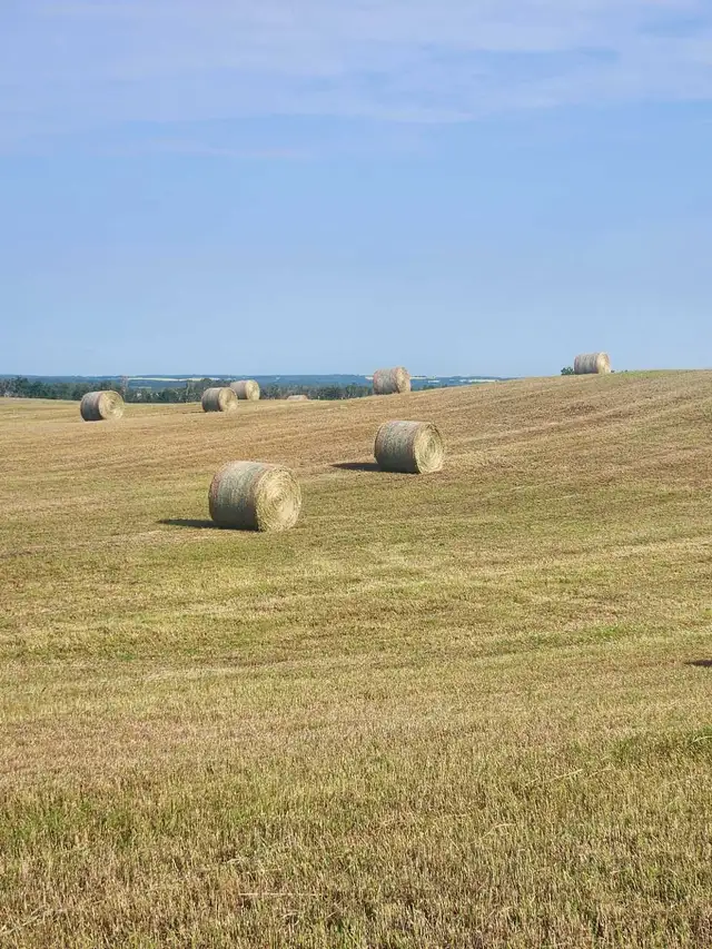 hay for sale