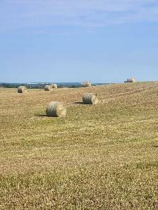hay for sale