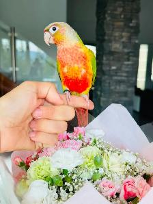 handfed and handtame conures - Photo 2