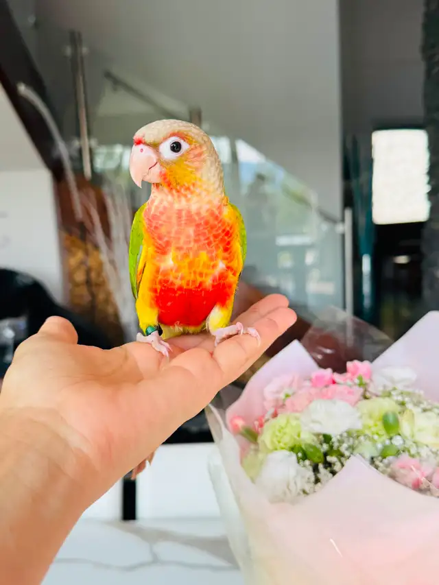 handtame and super friendly conures