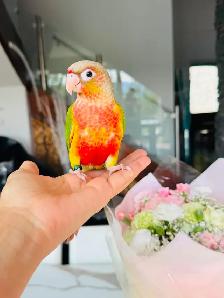 handtame and super friendly conures