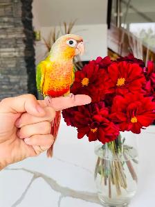 conures handfed and handtame - Photo 2