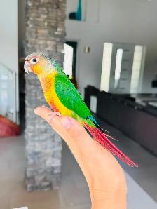 conures handfed and handtame - Photo 4