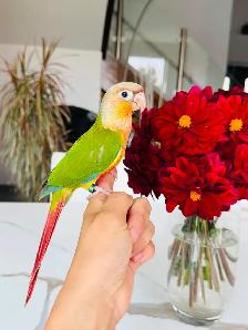 conures handfed and handtame - Photo 5
