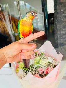 conures handfed and handtame - Photo 6