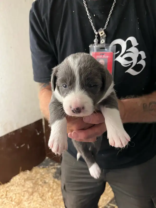 Border Collie chiots