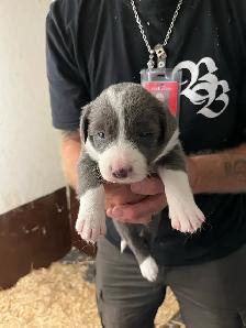 Border Collie chiots
