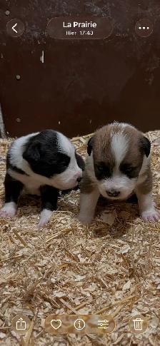Border Collie chiots - Photo 2