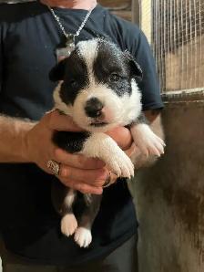 Border Collie chiots - Photo 3
