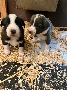Border Collie chiots - Photo 4