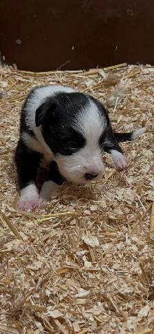 Border Collie chiots - Photo 5
