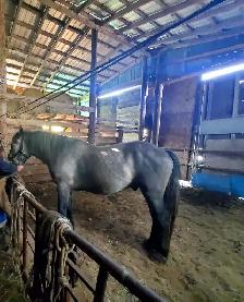 For sale 3year old stud colt