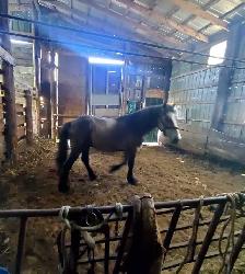 For sale 3year old stud colt - Photo 2
