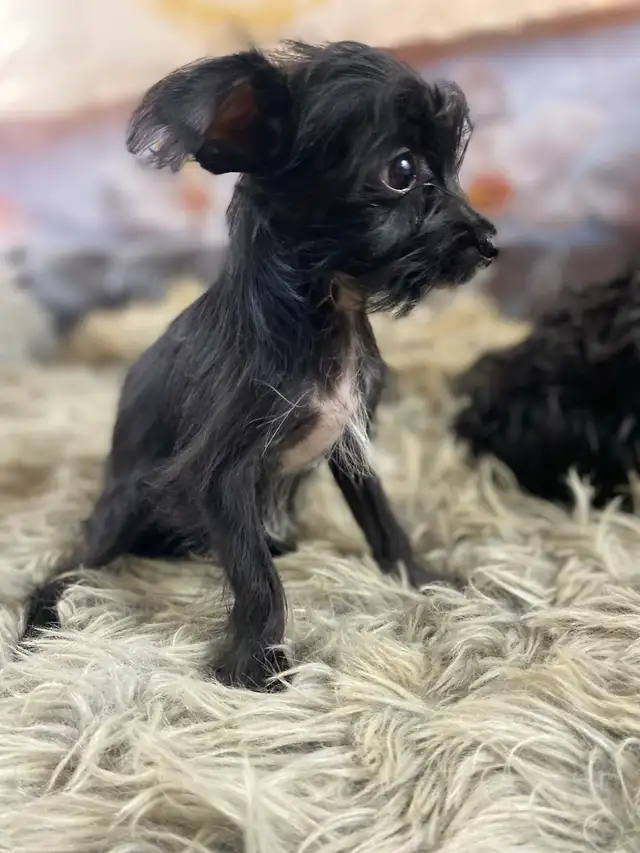 gorgeous Tiny Yorky mix puppies available