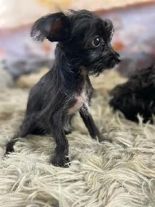 gorgeous Tiny Yorky mix puppies available
