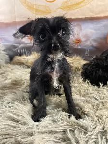 gorgeous Tiny Yorky mix puppies available - Photo 2