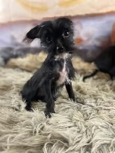 gorgeous Tiny Yorky mix puppies available - Photo 3