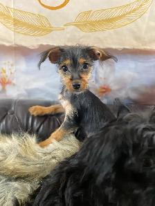 gorgeous Tiny Yorky mix puppies available - Photo 4