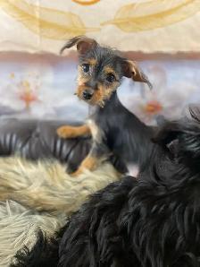 gorgeous Tiny Yorky mix puppies available - Photo 5