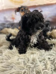 gorgeous Tiny Yorky mix puppies available - Photo 6