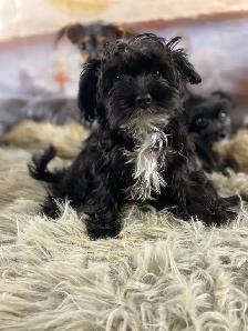 gorgeous Tiny Yorky mix puppies available - Photo 7