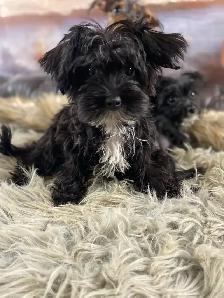 gorgeous Tiny Yorky mix puppies available - Photo 8