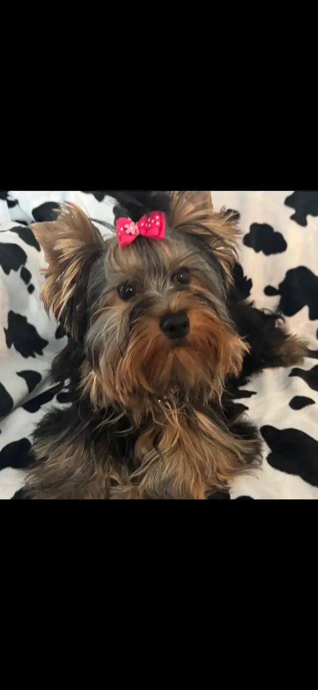 CKC Registerd Yorkie Puppy