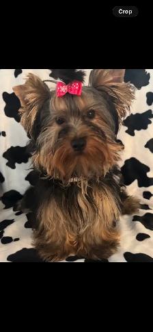 CKC Registerd Yorkie Puppy - Photo 2