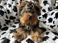 CKC Registerd Yorkie Puppy - Photo 4