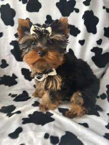 CKC Registerd Yorkie Puppy - Photo 6