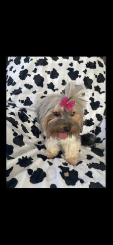 CKC Registerd Yorkie Puppy - Photo 7