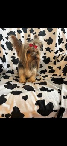 CKC Registerd Yorkie Puppy - Photo 8