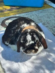 Male Hollandlop - 5 lbs.