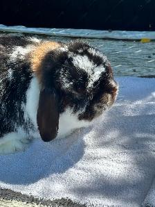 Male Hollandlop - 5 lbs. - Photo 2