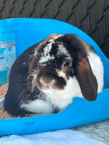Male Hollandlop - 5 lbs. - Photo 3