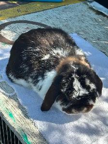 Male Hollandlop - 5 lbs. - Photo 4