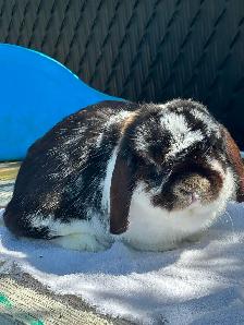 Male Hollandlop - 5 lbs. - Photo 5