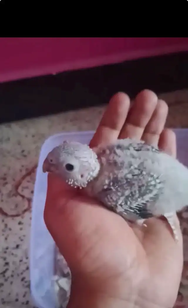 baby yellow side conures for sale