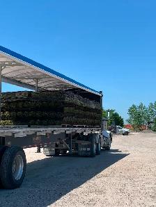 Pre-Book Your Fresh Kentucky Bluegrass SOD - 3036 Main St. - Photo 2
