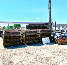 Pre-Book Your Fresh Kentucky Bluegrass SOD - 3036 Main St. - Photo 4