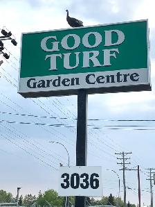 Pre-Book Your Fresh Kentucky Bluegrass SOD - 3036 Main St. - Photo 8