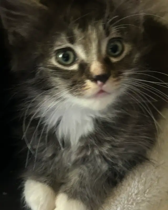 Darling little kitten ready to adopt!