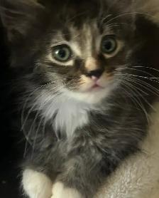 Darling little kitten ready to adopt!