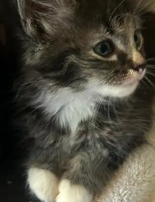 Darling little kitten ready to adopt! - Photo 2