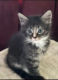 Darling little kitten ready to adopt! - Photo 3