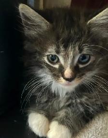 Darling little kitten ready to adopt! - Photo 4