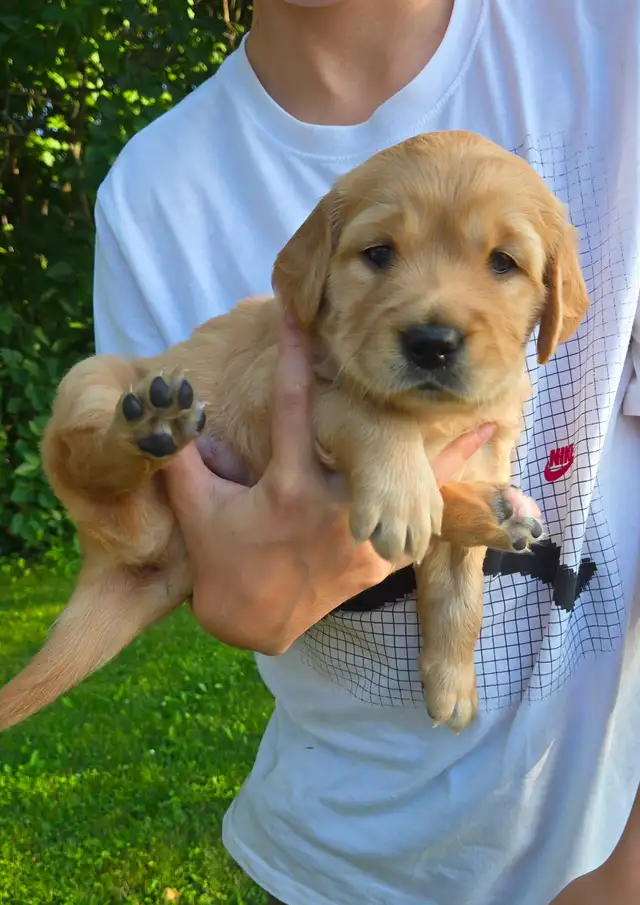 Purebred Golden Retriever Puppy